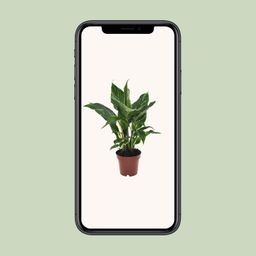 Spathiphyllum Diamond (18278)