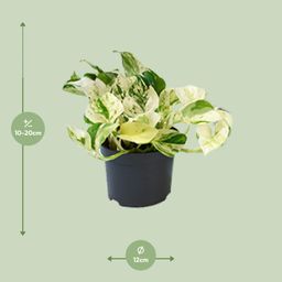 PROMO - Epipremnum Happy Leaf - Scindapsus (8720634284523)