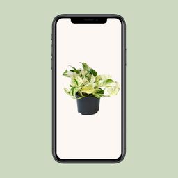 PROMO - Epipremnum Happy Leaf - Scindapsus (8720634284523)