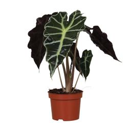 Alocasia Amazonica Polly (9605)