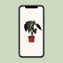 Alocasia Amazonica Polly (9605)