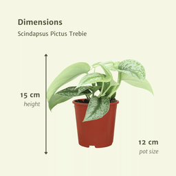 Scindapsus Pictus Trebie (Epipremnum) - 2 stuks (10279)