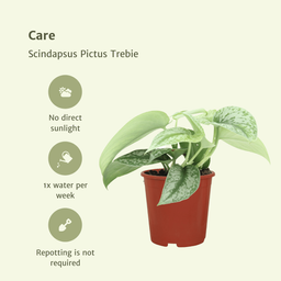 Scindapsus Pictus Trebie (Epipremnum) - 2 stuks (10279)