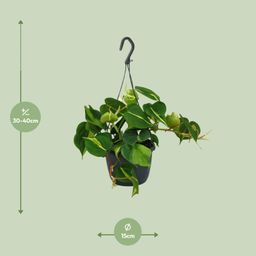 Philodendron Scandens Brasil (12478)