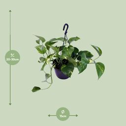 Epipremnum Aureum (12468)