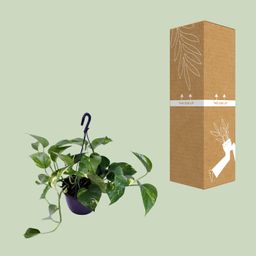 Epipremnum Aureum (12468)