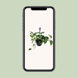 Epipremnum Aureum (12468)