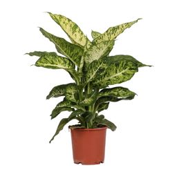 Dieffenbachia Mars (8720634284356)