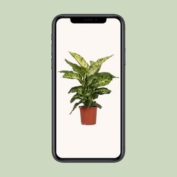 Dieffenbachia Mars (8720634284356)