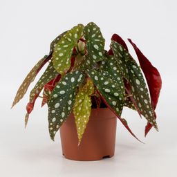 Begonia Blad Maculata 'Wightii' (25373)