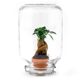 Easyplant - Bonsai - Mini-ecosysteem (8720726958677)