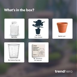 Easyplant - Bonsai - Mini-ecosysteem (8720726958677)