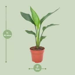 Strelitzia Reginea (11129)