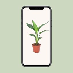 Strelitzia Reginea (11129)