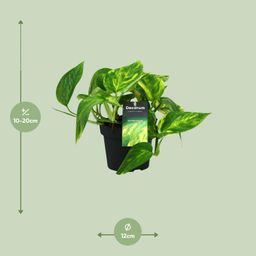 Scindapsus (Epipremnum) Pinnatum HiColor (12438)