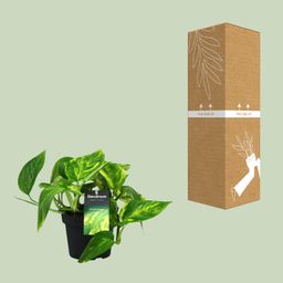 Scindapsus (Epipremnum) Pinnatum HiColor (12438)