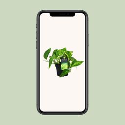 Scindapsus (Epipremnum) Pinnatum HiColor (12438)