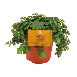 Sedum Tornado (16051)