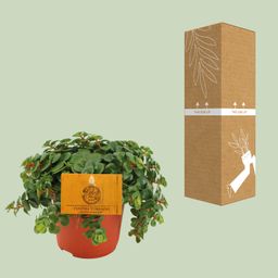 Sedum Tornado (16051)