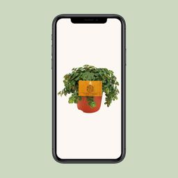 Sedum Tornado (16051)