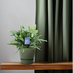 Phlebodium Blue Fern (15393)