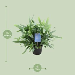 Phlebodium Blue Fern (15393)