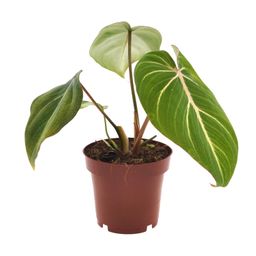 Philodendron Selloum Atom (11282)
