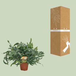 Phlebodium Blue Star (10833)