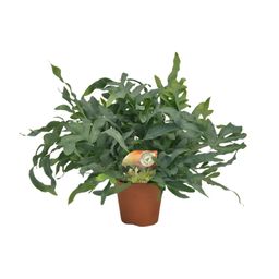 Phlebodium Blue Star (10833)