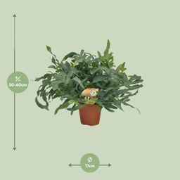 Phlebodium Blue Star (10833)