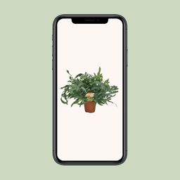 Phlebodium Blue Star (10833)