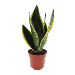 Sansevieria Futura Superba (11167)