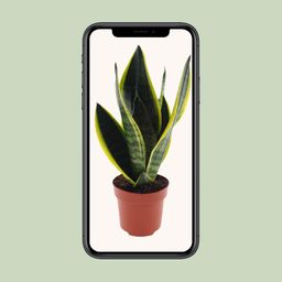 Sansevieria Futura Superba (11167)