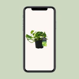 Scindapsus (Epipremnum) N'joy Gold (12454)