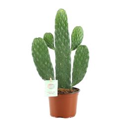 Opuntia Rubescens Consolea (20673)
