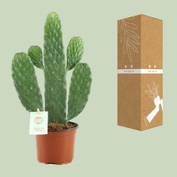 Opuntia Rubescens Consolea (20673)