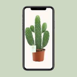 Opuntia Rubescens Consolea (20673)