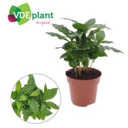 Coffea Arabica (11149)