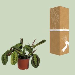 Maranta Leuconeura Fascinator (10883)