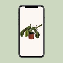 Maranta Leuconeura Fascinator (10883)