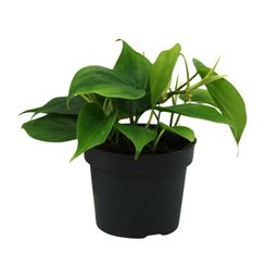 Philodendron Scandens (12458)