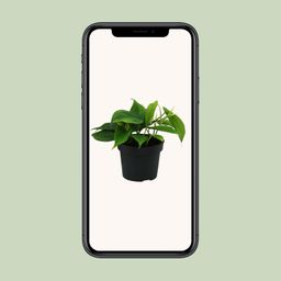 Philodendron Scandens (12458)