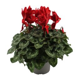 Cyclaam Rood (22636)