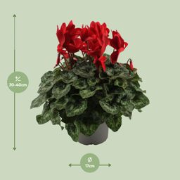 Cyclaam Rood (22636)