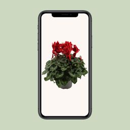 Cyclaam Rood (22636)