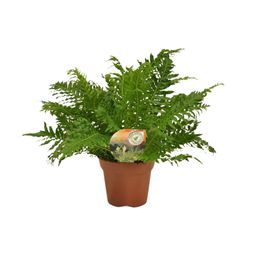 Blechnum Silver Lady (10825)