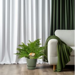 Blechnum Silver Lady (10825)