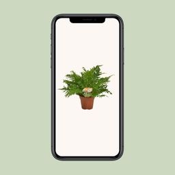 Blechnum Silver Lady (10825)