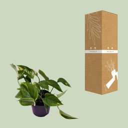 Scindapsus (Epipremnum) Aureum (12444)