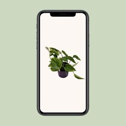 Scindapsus (Epipremnum) Aureum (12444)